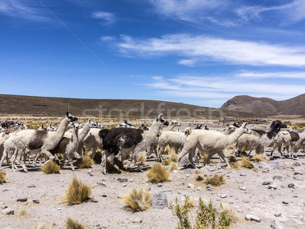 Stock photo: herd of running llamas in the Andes