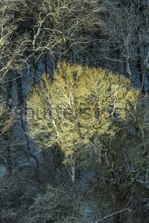 Fenyőfa napfény fagyos levelek légi Stock fotó © meinzahn