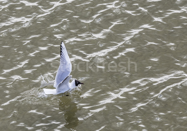 海鷗 濱 飛行 游泳的 波羅的海 商業照片 © meinzahn