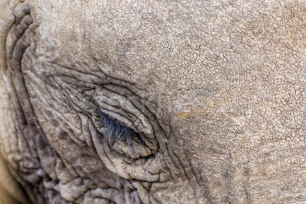 Sluiten olifant savanne park water woestijn Stockfoto © meinzahn