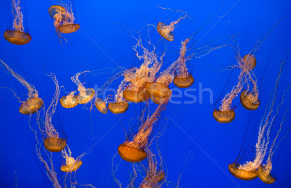 beautiful jelly fishes Stock photo © meinzahn