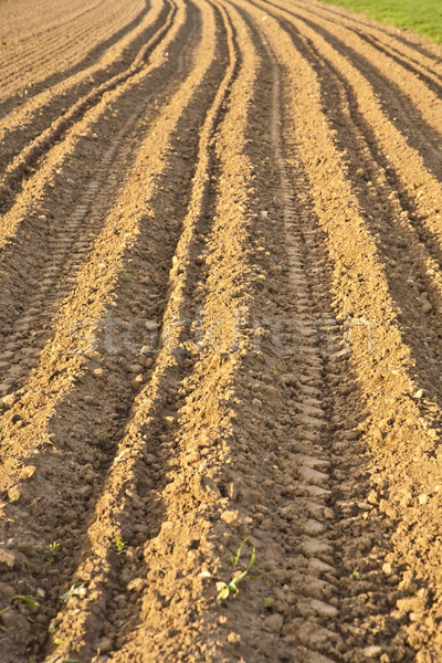 Background of newly plowed field  Stock photo © meinzahn