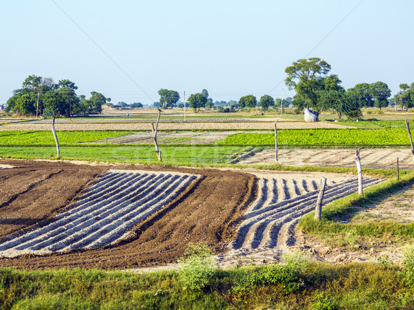 fresh plowed fields in India Stock photo © meinzahn
