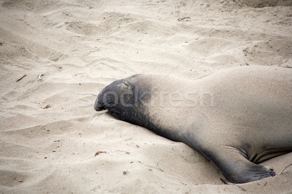 male sealion at the beach Stock photo © meinzahn