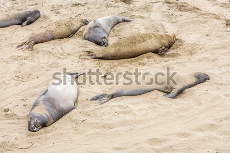male Seelion at a beach  Stock photo © meinzahn