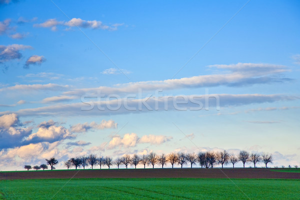Tájkép sötét felhők égbolt tavasz fű Stock fotó © meinzahn