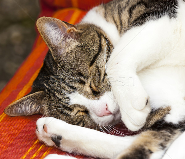 Bonitinho gato adormecido sofá cara grama Foto stock © meinzahn