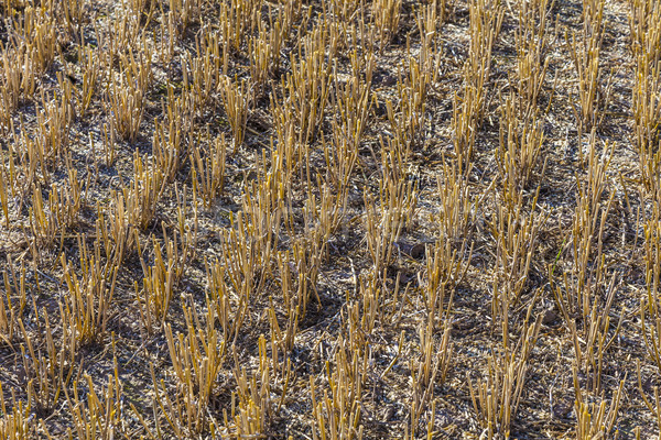 pattern of field after harvest Stock photo © meinzahn