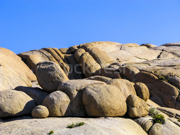 joshua tree with rocks in Joshua tree national park   Stock photo © meinzahn
