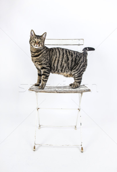 かわいい 猫 古い 椅子 白 表 ストックフォト © meinzahn