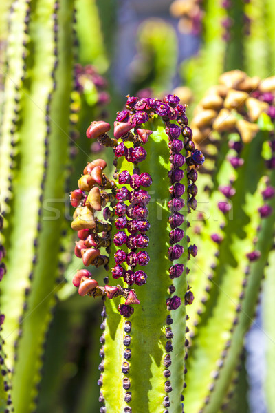 cactus with prickly pears  fruits  Stock photo © meinzahn
