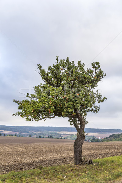 old apple tree grows on a meadow  Stock photo © meinzahn