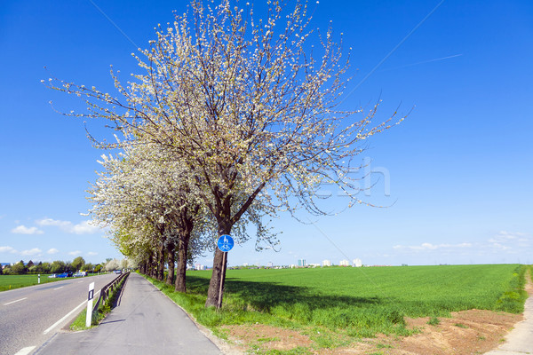 Stock photo: bycicle lane under blooming tree in spring