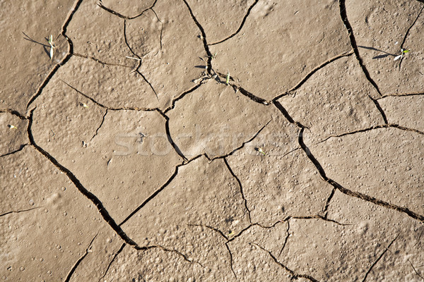 Cracked earth background Stock photo © meinzahn