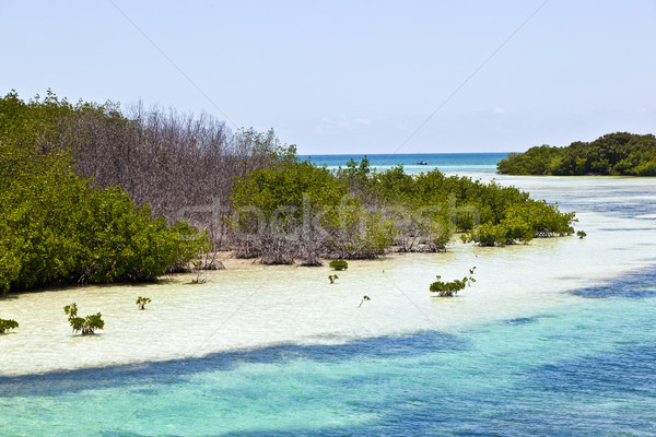 beautiful scenic beaches and clear water in the Keys with palmes Stock photo © meinzahn