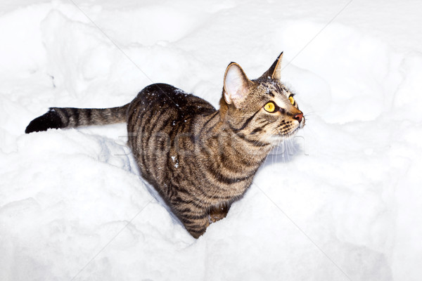cat strolling in snow in winter  Stock photo © meinzahn