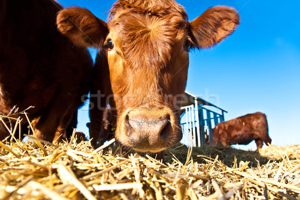 friendly cattle on straw Stock photo © meinzahn