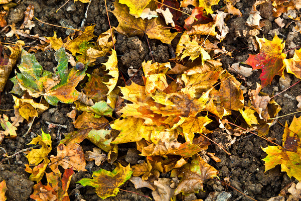  oak leaves in harmony Stock photo © meinzahn