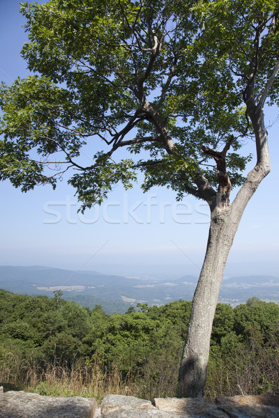 Beautiful view of the popular Blue Ridge  Mountain Stock photo © meinzahn