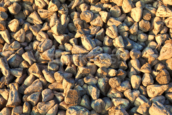 detail of sugar beets on a farm Stock photo © meinzahn