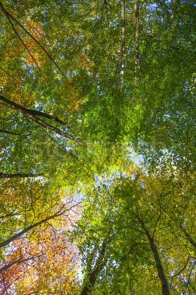 crown of oak trees in autumn Stock photo © meinzahn