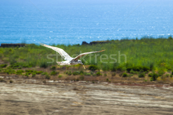 california gull with french fries in the pecker Stock photo © meinzahn