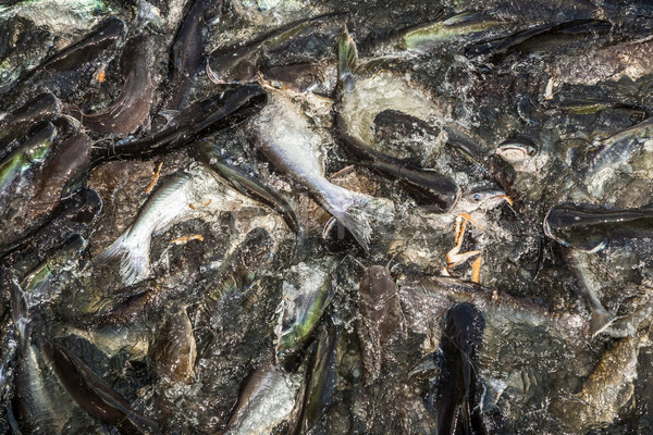 Rzeki żywności walki asia świątyni Zdjęcia stock © meinzahn