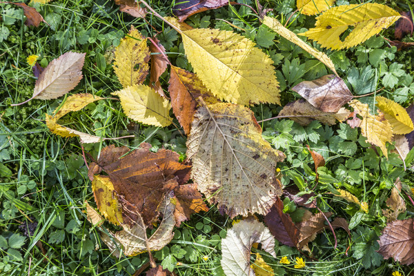 leaves in indian summer colors on grass Stock photo © meinzahn