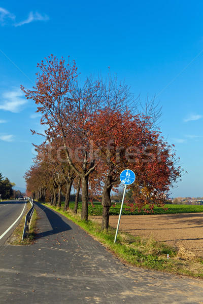bicycle and pedestrian lane under trees Stock photo © meinzahn