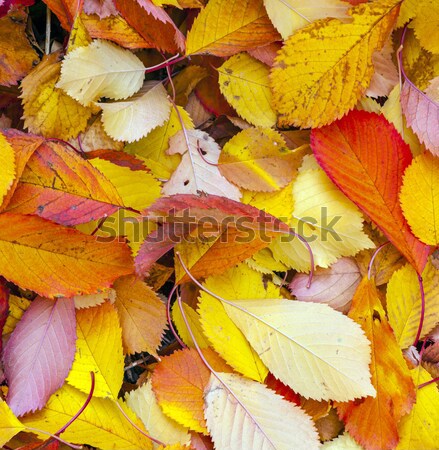 autumn leaves lying in the faded foliage  Stock photo © meinzahn