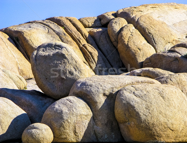 joshua tree with rocks in Joshua tree national park   Stock photo © meinzahn