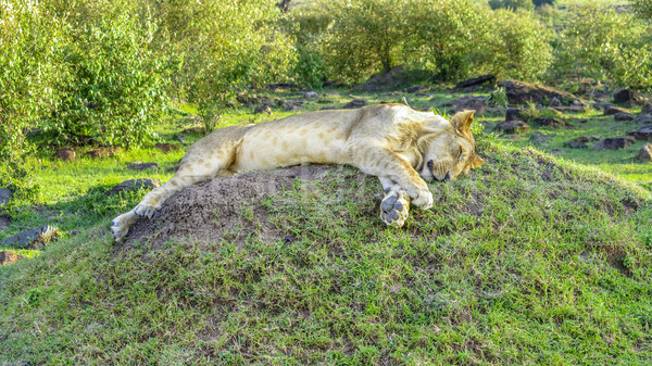 lion relaxes in Masai Mara National Park. Stock photo © meinzahn