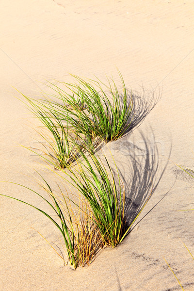 Vent herbe dune de sable plage texture nuages [[stock_photo]] © meinzahn