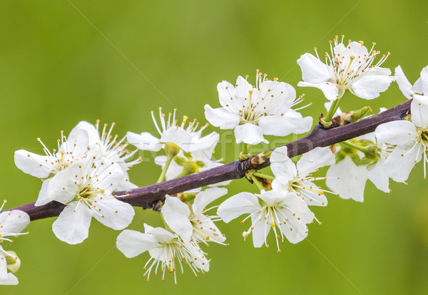 Apfel Blüte Frühling abstrakten natürlichen Stock foto © meinzahn