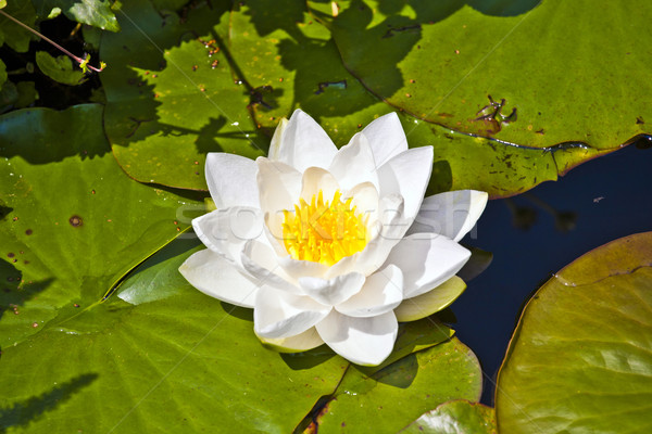 white lotus water lily in lake Stock photo © meinzahn
