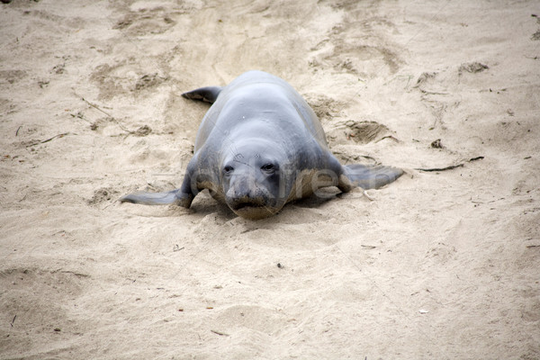 male Seelion crawling at the beach Stock photo © meinzahn