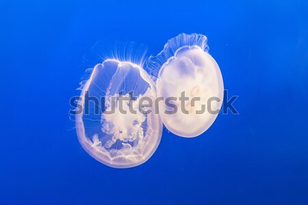 jelly fish Stock photo © meinzahn