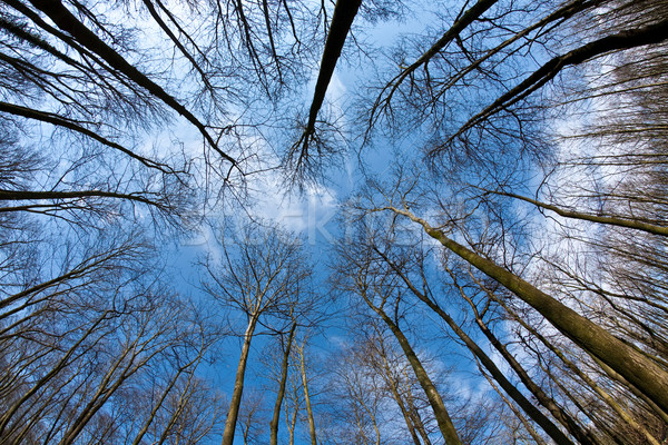 Spring tree crowns on deep blue sky Stock photo © meinzahn