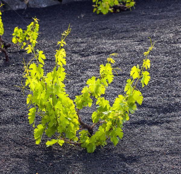 A vineyard in Lanzarote island, growing on volcanic soil  Stock photo © meinzahn