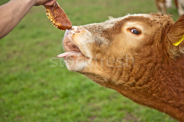 Barátságos zöld föld tehén farm állatok Stock fotó © meinzahn