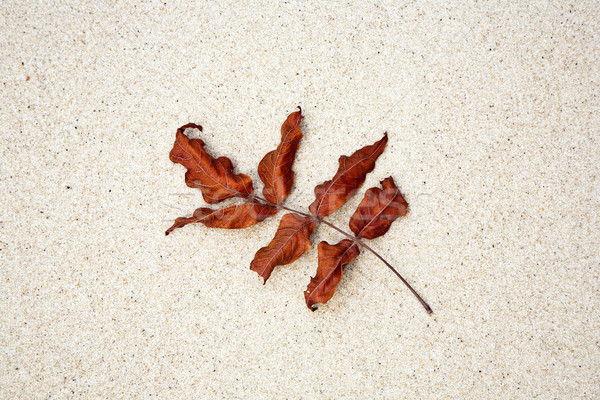 Gyönyörű levelek tengerpart természet harmonikus út Stock fotó © meinzahn