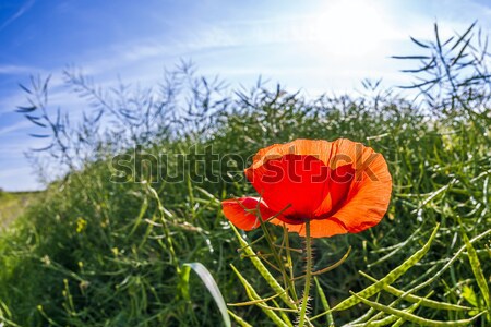 Stock photo: poppy flower in meadow in morning light