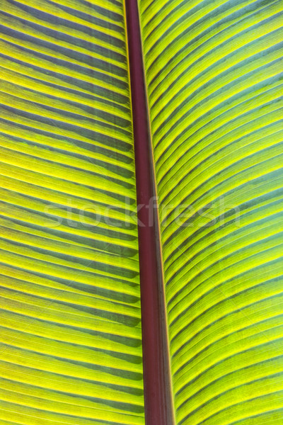 Szczegół palma ogród drzewo lasu streszczenie Zdjęcia stock © meinzahn