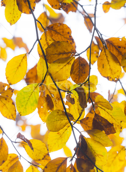 leaves in fog at the tree in indian summer colors Stock photo © meinzahn