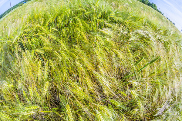 Tarwe mais veld water voorjaar blad Stockfoto © meinzahn