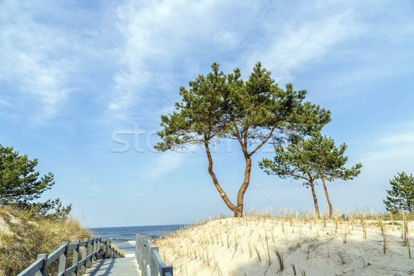Bétula árvore pequeno rua praia céu Foto stock © meinzahn