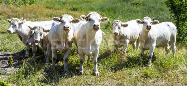 grazing cows in the french alps   Stock photo © meinzahn