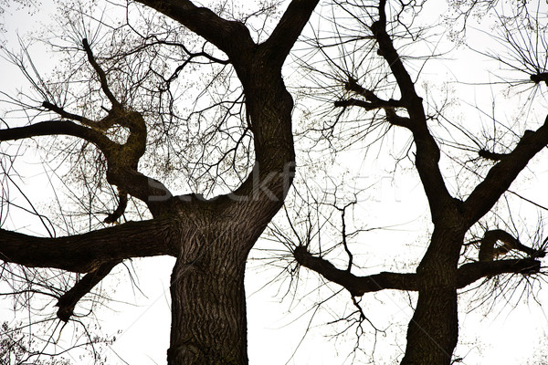 Fa felső korona kevés levelek fehér Stock fotó © meinzahn