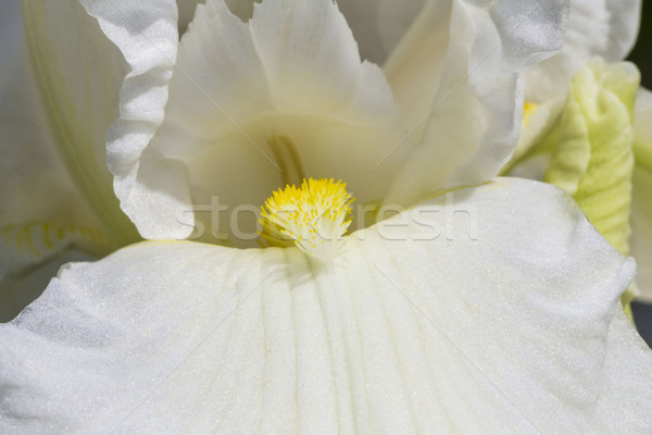 white spring flowers in a garden. iris flower Stock photo © meinzahn