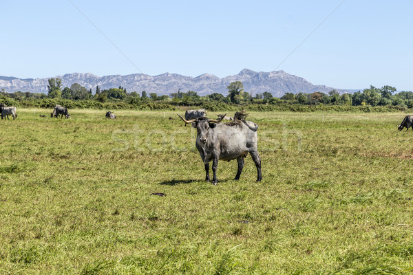 Stockfoto: Koeien · weide · blauwe · hemel · zomer · groene · horizon